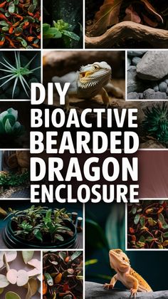 a collage of different pictures with the words diy boastive bearded dragon enclosure