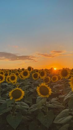 the sun is setting over a large field of sunflowers