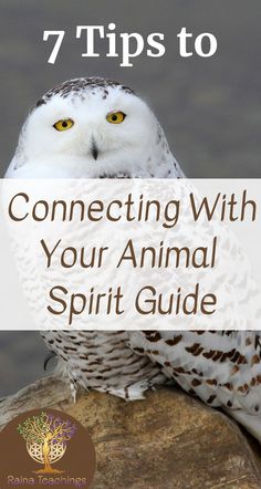 an owl sitting on top of a rock with the words 7 tips to connecting with your animal spirit guide