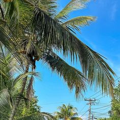 palm trees and power lines against a blue sky