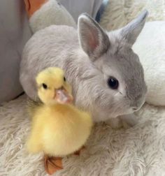 a small gray bunny and a yellow duckling