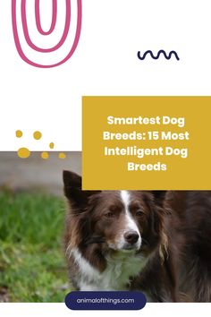 Are they among the most intelligent dog breeds in the world? If they belong to one of the breeds on this list,