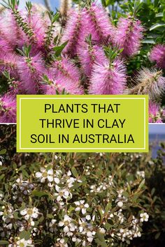 plants that have been planted in clay with the words, plants that thrive in clay soil in australia