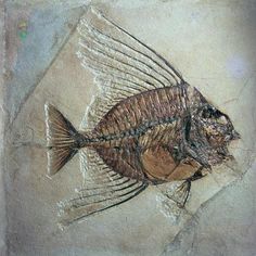 a fossil fish is shown on a rock