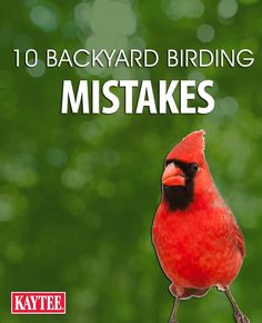 a red bird sitting on top of a tree branch with the words 10 backyard birding mistakes