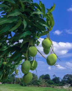 green mangoes hanging from a tree in a field under a blue sky with clouds