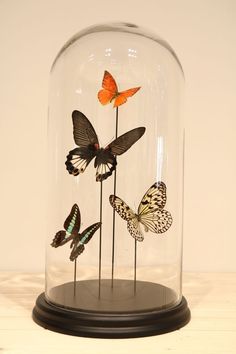 three butterflies in a glass dome on a wooden table with white wall behind it and black base