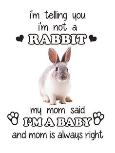 a rabbit with the words i'm telling you i'm not a rabbit, my mom said i'm a baby and mom is always right