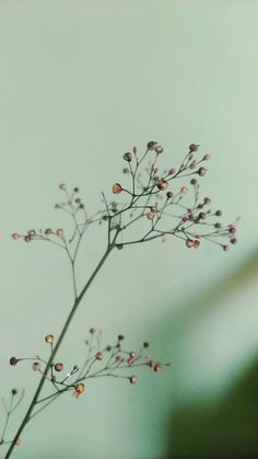 a small branch with tiny flowers in the foreground and a light green background behind it