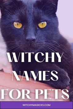 a black cat with yellow eyes and the words witch names for pets