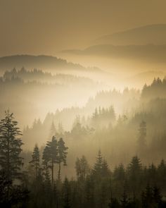 the sun is shining through the fog in the trees and mountains as seen from above