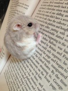 a hamster is sitting on top of an open book