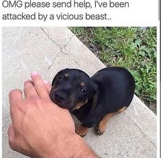 a man is petting a small black and brown dog's head while holding it in his hand