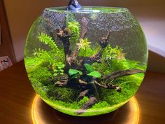 an aquarium filled with green plants and rocks