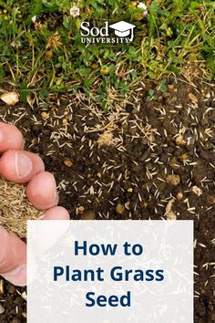 someone is holding seeds in their hand with the words how to plant grass seed