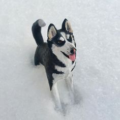 a black and white dog walking in the snow with it's tongue hanging out