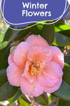 a pink flower with the words winter flowers over it