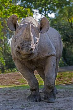 a rhinoceros standing in the dirt with trees in the background