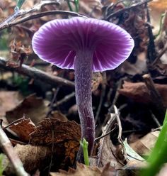 a purple mushroom is growing on the ground