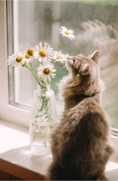 a cat sitting on a window sill next to a vase with daisies in it