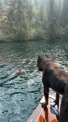 a dog standing on the side of a boat looking at a man swimming in water