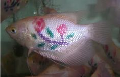 a white fish with pink and green flowers on it's side in an aquarium