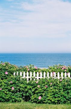 a white picket fence with pink flowers in the foreground and an ocean in the background