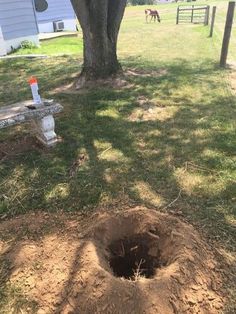 an open hole in the ground next to a tree with a dog standing behind it