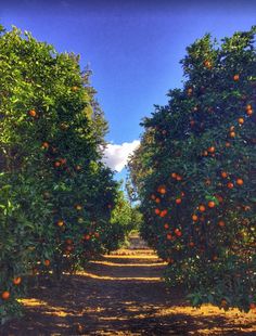 an orange grove with lots of oranges growing on it's sides and the sky in the background