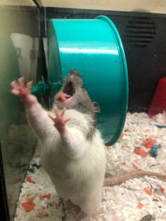 a white rat in a cage with its mouth open