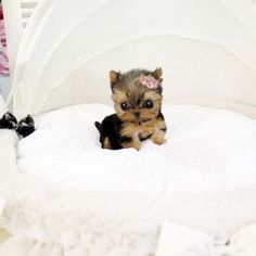 a small dog sitting on top of a white bed