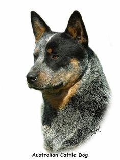 an australian cattle dog is looking at the camera