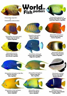 the different types of fish that can be seen in this poster, which is also available for