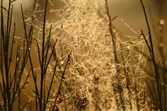 dew covered grass and plants in the sunlight