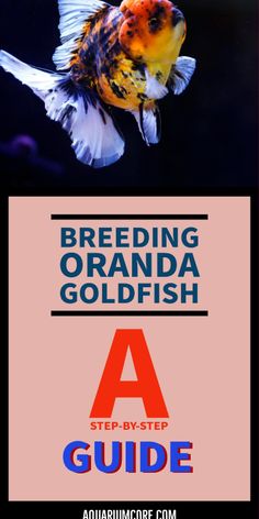 a goldfish in an aquarium with text reading breeding orandaa goldfish step - by - step guide