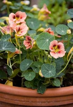 some pink flowers are growing in a pot