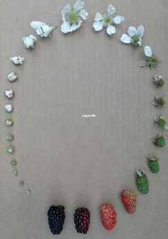 four different berries arranged in the shape of a circle with white flowers on each side