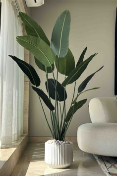 a large plant in a white vase sitting on top of a table next to a window