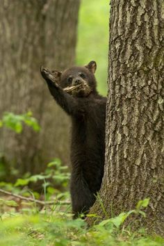 a black bear standing on its hind legs next to a tree and reaching up for something