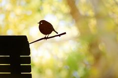 a small bird sitting on top of a wooden bench