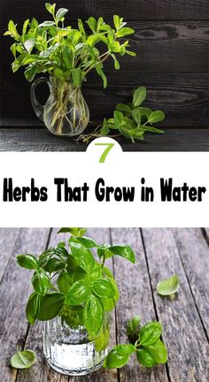 herbs that grow in water are the best plants to grow