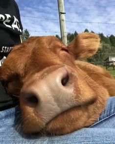 a brown cow laying on top of a person's lap next to a fence