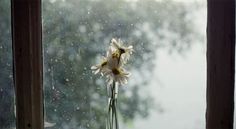 a vase filled with white flowers sitting on top of a window sill