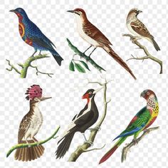 six different kinds of birds sitting on top of tree branches, with one bird in the middle