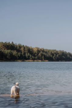 a white dog standing in the middle of a body of water with trees in the background