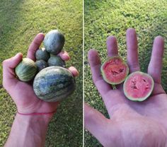 a hand holding two pieces of watermelon and another piece of fruit