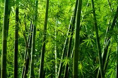 green bamboo plants in the sunlight with lots of leaves growing on them - stock photo