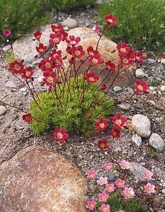 red flowers growing out of the ground next to rocks