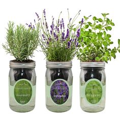 three mason jars with plants in them