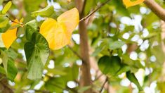 5 Reasons Why Your Hibiscus Leaves Are Turning Yellow – This Hibiscus Leaves, Plant Maintenance, Yellow Plants, Yellow Hibiscus, House Plant Care, Tall Plants, Yellow Leaves